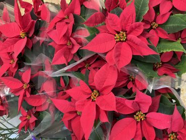 12月の休業日のご案内|「吉垣生花店」　（東京都府中市の花屋）のブログ